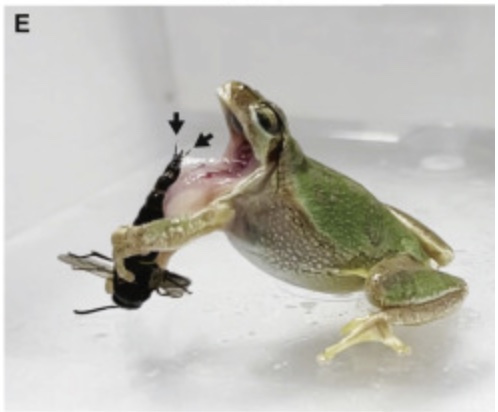 A wasp defending itself from a frog by stinging with its penis