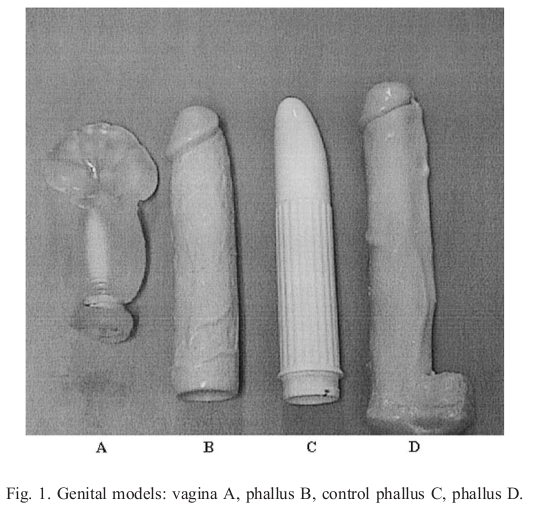 Genital models